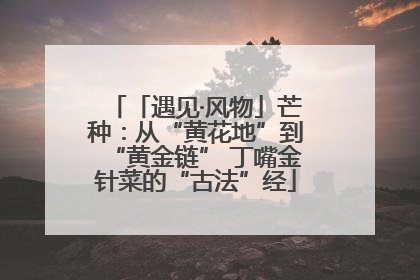 「遇见·风物」芒种：从“黄花地”到“黄金链” 丁嘴金针菜的“古法”经