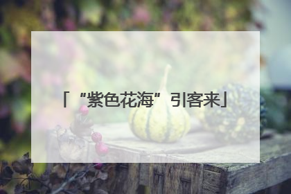 “紫色花海”引客来