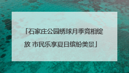 石家庄公园绣球月季竞相绽放 市民乐享夏日缤纷美景