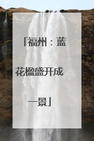 福州：蓝花楹盛开成一景