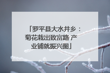罗平县大水井乡：菊花栽出致富路 产业铺就振兴图