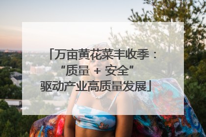万亩黄花菜丰收季：“质量 + 安全” 驱动产业高质量发展