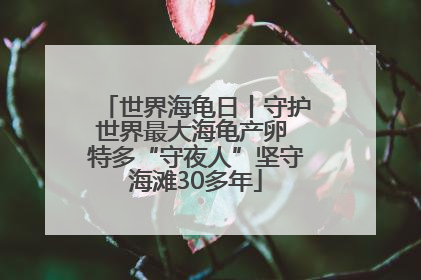 世界海龟日丨守护世界最大海龟产卵 特多“守夜人”坚守海滩30多年