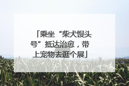 乘坐“柴犬馒头号”抵达治愈，带上宠物去逛个展