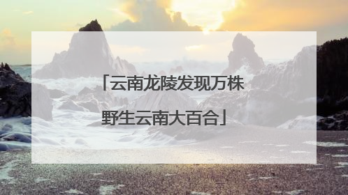 云南龙陵发现万株野生云南大百合