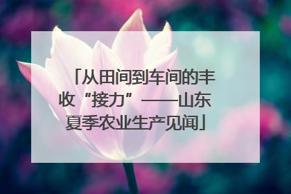 从田间到车间的丰收“接力”——山东夏季农业生产见闻