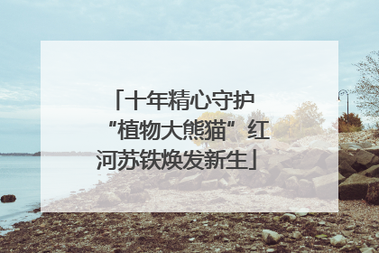 十年精心守护 “植物大熊猫”红河苏铁焕发新生