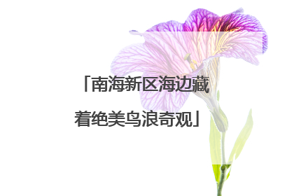 南海新区海边藏着绝美鸟浪奇观