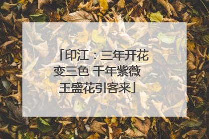 印江：三年开花变三色 千年紫薇王盛花引客来