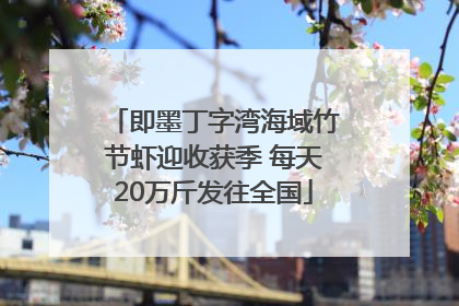 即墨丁字湾海域竹节虾迎收获季 每天20万斤发往全国