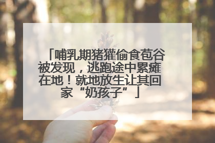 哺乳期猪獾偷食苞谷被发现，逃跑途中累瘫在地！就地放生让其回家“奶孩子”
