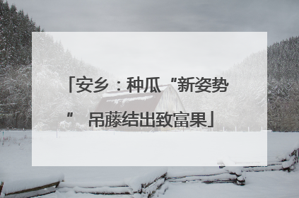 安乡：种瓜“新姿势” 吊藤结出致富果
