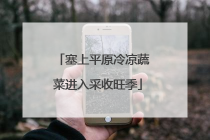 塞上平原冷凉蔬菜进入采收旺季