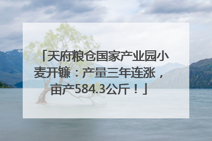 天府粮仓国家产业园小麦开镰：产量三年连涨，亩产584.3公斤！