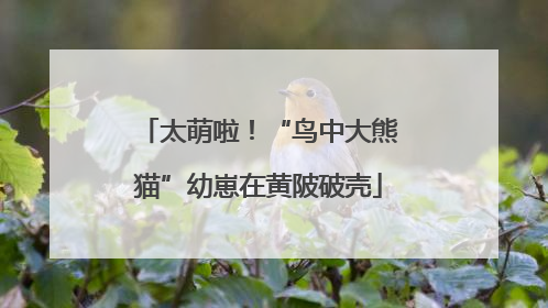 太萌啦！“鸟中大熊猫”幼崽在黄陂破壳