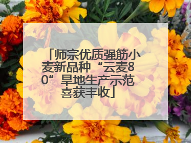 师宗优质强筋小麦新品种“云麦80”旱地生产示范喜获丰收