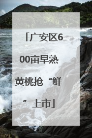 广安区600亩早熟黄桃抢“鲜”上市