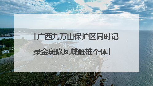 广西九万山保护区同时记录金斑喙凤蝶雌雄个体