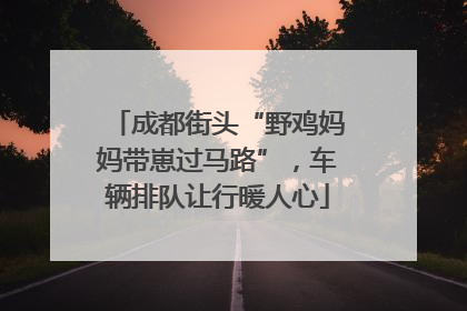 成都街头“野鸡妈妈带崽过马路”，车辆排队让行暖人心