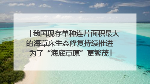 我国现存单种连片面积最大的海草床生态修复持续推进 为了“海底草原”更繁茂