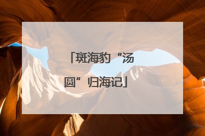 斑海豹“汤圆”归海记