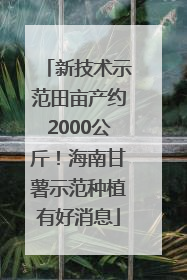 新技术示范田亩产约2000公斤！海南甘薯示范种植有好消息