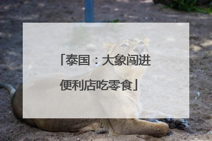 泰国：大象闯进便利店吃零食