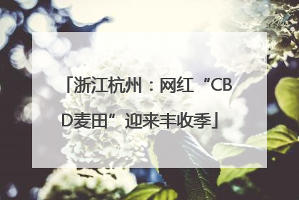 浙江杭州：网红“CBD麦田”迎来丰收季
