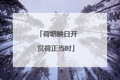 荷塘映日开 赏荷正当时