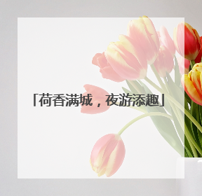 荷香满城，夜游添趣