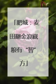 肥城：麦田翻金浪藏粮有“智”方