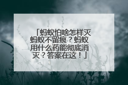 蚂蚁怕啥怎样灭蚂蚁不留痕？蚂蚁用什么药能彻底消灭？答案在这！