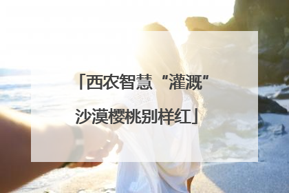 西农智慧“灌溉” 沙漠樱桃别样红