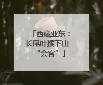 西藏亚东：长尾叶猴下山“会客”
