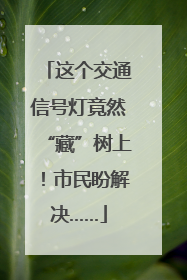 这个交通信号灯竟然“藏”树上！市民盼解决……
