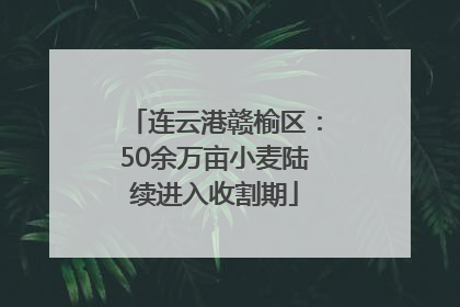 连云港赣榆区：50余万亩小麦陆续进入收割期