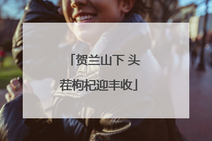 贺兰山下 头茬枸杞迎丰收