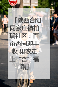 陕西合阳同家庄镇柏瑞社区：百亩杏园迎丰收 果农走上“杏”福路