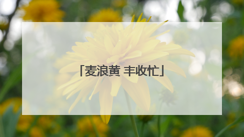 麦浪黄 丰收忙