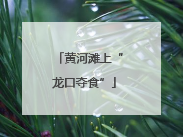 黄河滩上“龙口夺食”