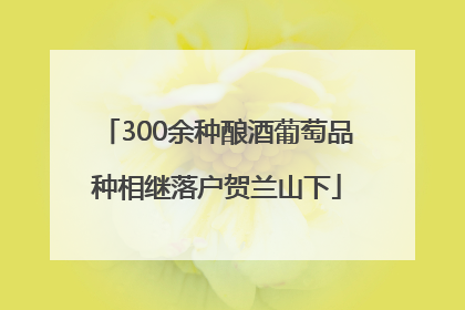300余种酿酒葡萄品种相继落户贺兰山下