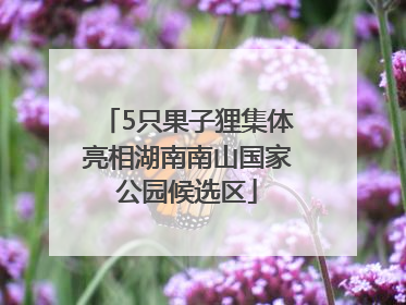 5只果子狸集体亮相湖南南山国家公园候选区
